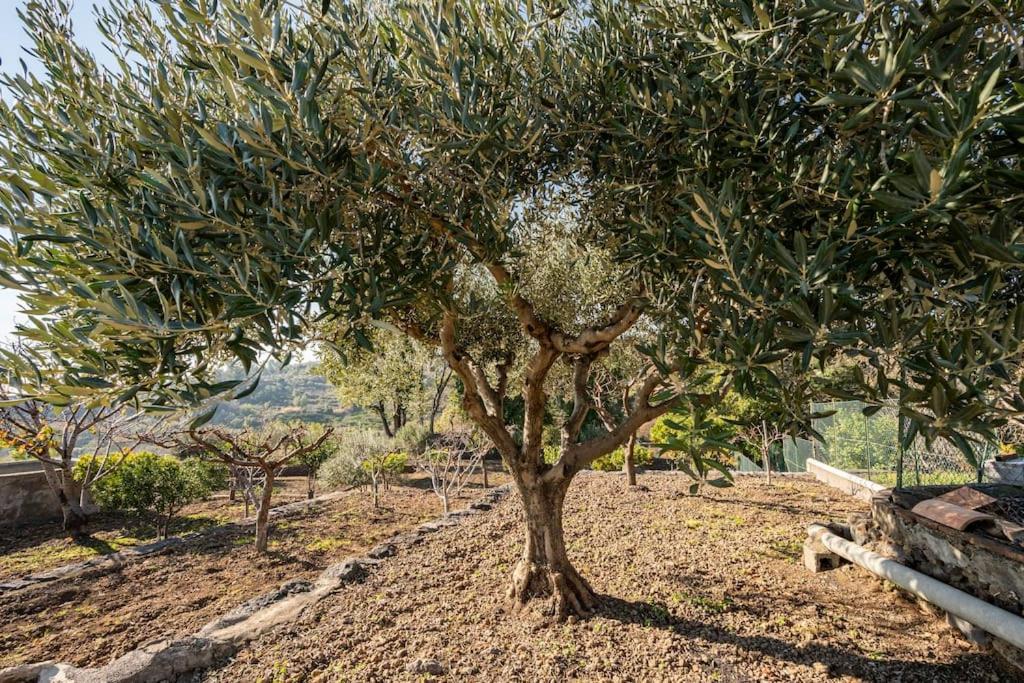 Villa Laura Piedimonte Etneo Dış mekan fotoğraf